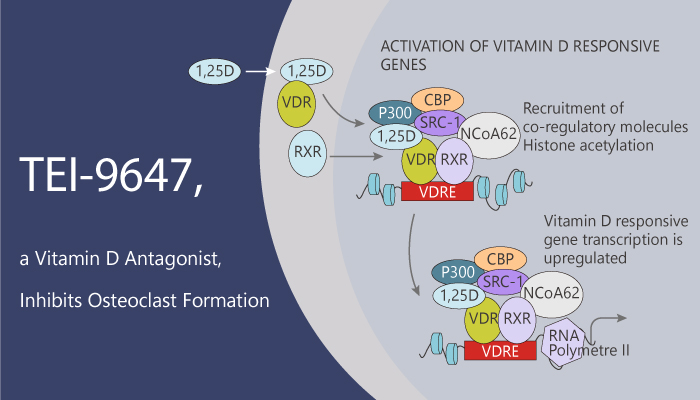 TEI-9647-a-Vitamin-D-antagonist-Inhibits-Osteoclast-Formation-2020-03-05.jpg